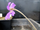 emarginata Hybride emarginata Hybride