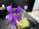 emarginata Hybride emarginata Hybride