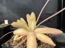 agnata typ scented x moctezumae agnata typ scented x moctezumae