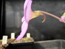 agnata typ scented x moctezumae agnata typ scented x moctezumae