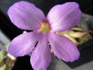 agnata typ scented x moctezumae agnata typ scented x moctezumae