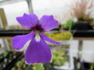 potosiensis potosiensis