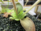 potosiensis potosiensis