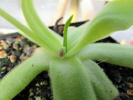 elisabethiae x moctezumae elisabethiae x moctezumae