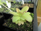 agnata CSUF x laueana agnata CSUF x laueana