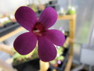 agnata CSUF x laueana agnata CSUF x laueana