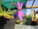 gypsicola gypsicola