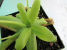 elisabethiae x moctezumae elisabethiae x moctezumae