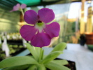 elisabethiae x moctezumae elisabethiae x moctezumae