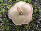 laueana x nivalis laueana x nivalis