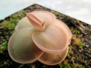 laueana x nivalis laueana x nivalis