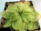 emarginata x laueana emarginata x laueana