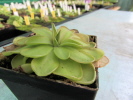 emarginata x laueana emarginata x laueana