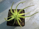 gypsicola gypsicola