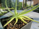 gypsicola gypsicola