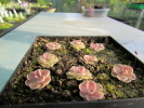 debbertiana x jaumavensis debbertiana x jaumavensis