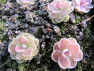 debbertiana x jaumavensis debbertiana x jaumavensis