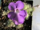 cyclosecta cyclosecta