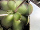 cyclosecta cyclosecta