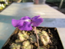 cyclosecta cyclosecta