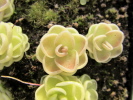 esseriana esseriana