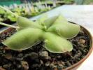 cyclosecta x emarginata cyclosecta x emarginata