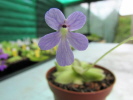cyclosecta x emarginata cyclosecta x emarginata