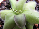 cyclosecta x emarginata cyclosecta x emarginata