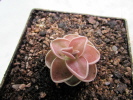 spec. Tolantongo spec. Tolantongo