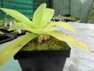 gigantea gigantea