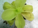 gigantea gigantea
