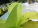 gigantea gigantea