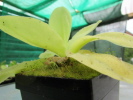 gigantea gigantea