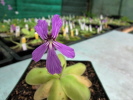 rectifolia rectifolia