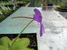 rectifolia rectifolia
