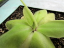 rectifolia rectifolia