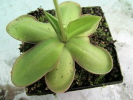 spec. ANPA C spec. ANPA C