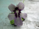 spec. ANPA C spec. ANPA C