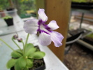spec. ANPA C spec. ANPA C