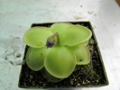 cv. Hanka - zecheri x rotundiflora cv. Hanka - zecheri x rotundiflora