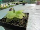 cv. Hanka - zecheri x rotundiflora cv. Hanka - zecheri x rotundiflora