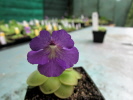 cv. Hanka - zecheri x rotundiflora cv. Hanka - zecheri x rotundiflora
