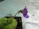 cv. Hanka - zecheri x rotundiflora cv. Hanka - zecheri x rotundiflora