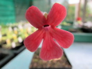 laueana orange flower laueana orange flower