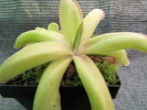 laueana geranium flower Klon 2 laueana geranium flower Klon 2