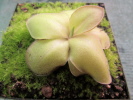 laueana geranium flower Klon 1 laueana geranium flower Klon 1