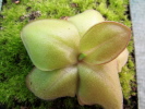 laueana geranium flower Klon 1