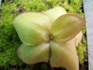 laueana geranium flower Klon 1 laueana geranium flower Klon 1
