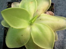 pilosa x crassifolia pilosa x crassifolia