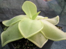 pilosa x crassifolia pilosa x crassifolia